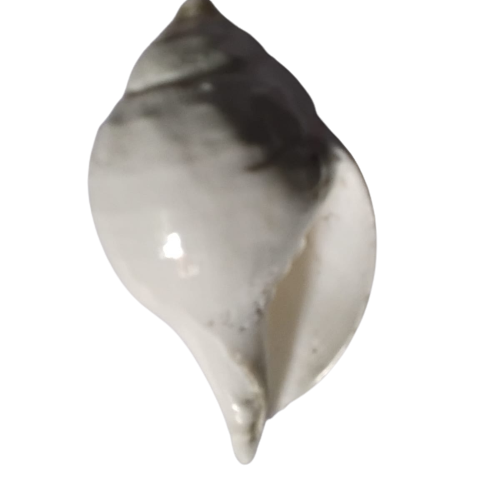 Spaghetti Bolognaise